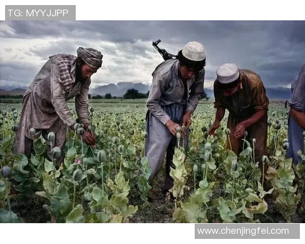 谢什科：探索这位传奇人物背后的故事与影响力
